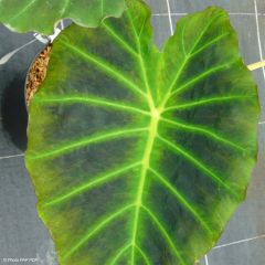 Colocasia Imperial Gigante - Elephants Ear