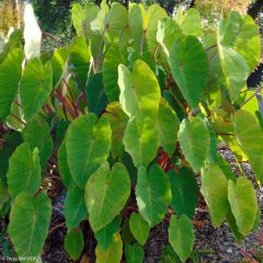 Colocasia Pink China