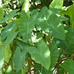 Colocasia esculenta - Elephant Ears