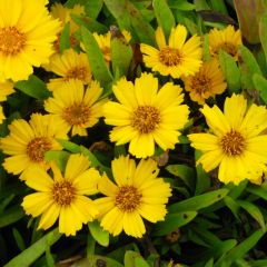 Coreopsis lanceolata Goldfink - Lanceolate-leafed Coreopsis