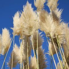 Cortaderia selloana Sunningdale Silver -Pampas Grass