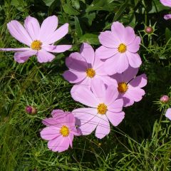Cosmos bipinnatus Sonata Light Pink