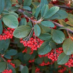 Cotoneaster lacteus - Milky Cotoneaster