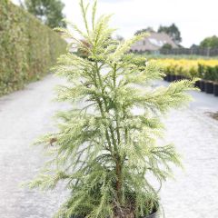 Cryptomeria japonica Sekkan-Sugi