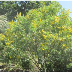 Cytisus battandieri