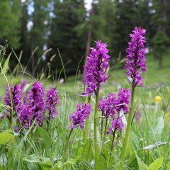 Dactylorhiza majalis - Marsh Orchid