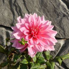 Dahlia Otto's Thrill