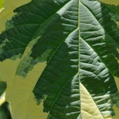 Davidia involucrata Lady Sunshine - Dove Tree