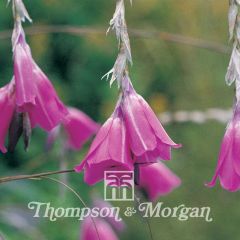 Dierama pulcherrima Slieve Donard Hybrids - Angels fishing rod seeds