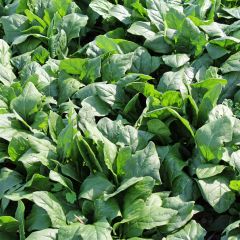 Spinach Picasso F1