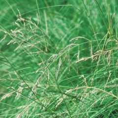 Eragrostis trichodes