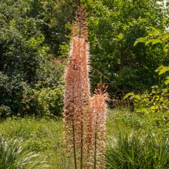 Eremurus Romance - Foxtail Lily