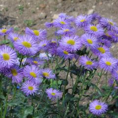 Erigeron speciosus Grandiflorus