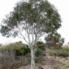 Eucalyptus pauciflora subsp. niphophila