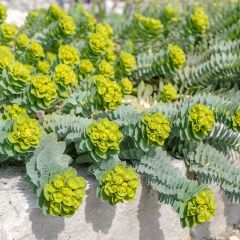 Euphorbia myrsinites - Spurge