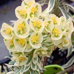 Euphorbia characias Tasmanian Tiger - Spurge