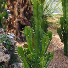 Euphorbia trigona - Euphorbe cactus, Euphorbe candélabre, Arbre à lait africain