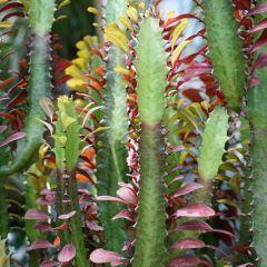 Euphorbia trigona f. rubra - Red-leaved African milk tree