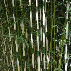 Fargesia robusta Pingwu - Non-running bamboo