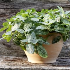 Fittonia albivenis Mini White - Nerve plant