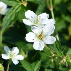 Geranium richardsonii