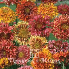 Seeds of annual Gaillardia pulchella Razzle Dazzle