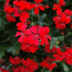 Pelargonium peltatum Balcon Imperial Red
