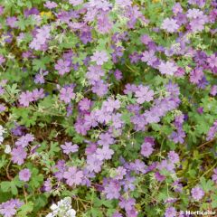 Geranium pyrenaicum Bill Wallis