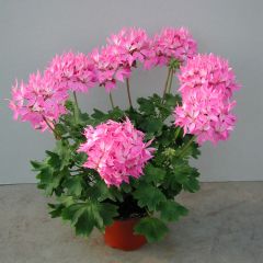 Pelargonium hortorum Fireworks Pink