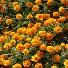French Marigold Boy O Boy Orange Seeds - Tagetes patula
