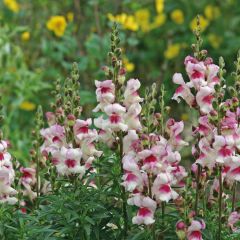 Snapdragon Lucky Lips Seeds - Antirrhinum majus