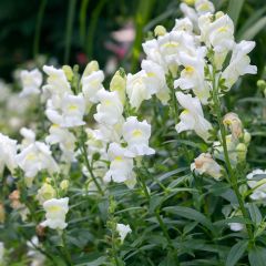 Snapdragon Royal Bride Seeds - Antirrhinum majus