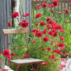 Opium Poppy Red Peony Seeds - Papaver somniferum