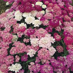 Iberis umbellata Candytuft Fairy Mixed Seeds