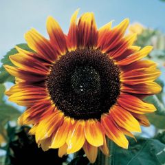 Sunflower Solar Eclipse F1 Seeds - Helianthus annuus