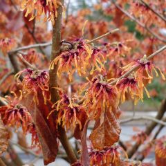 Hamamelis intermedia Jelena - Witch Hazel