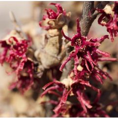 Hamamelis vernalis Amethyst - Witch Hazel