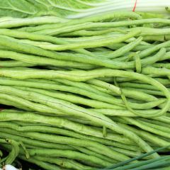 Vigna unguiculata subsp. sesquipedalis