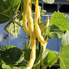 Dwarf French Bean Goussdor - Vilmorin Seeds