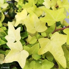Hedera helix Jake - Common Ivy