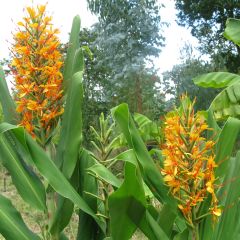 Hedychium coccineum Tara - Ginger Lily