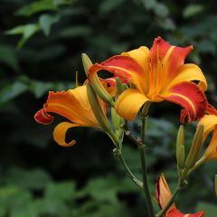 Hemerocallis Frans Hals - Daylily