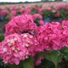 Hydrangea macrophylla Endless Summer Bloomstar