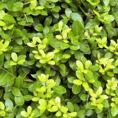 Ilex crenata Blondie - Japanese Holly
