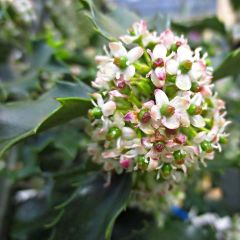 Ilex x meserveae Blue princess - Blue Holly