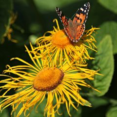 Inula helenium