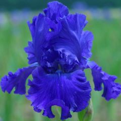 Iris germanica Blue Crusader - Bearded Iris