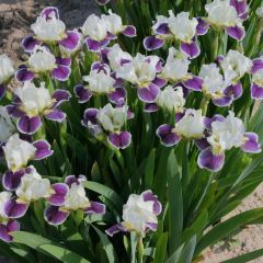 Iris germanica Making Eyes - Bearded Iris