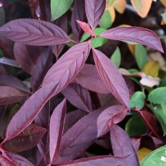 Itea virginica Henrys Garnet