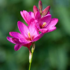 Ixia Rose Emperor - Corn lily